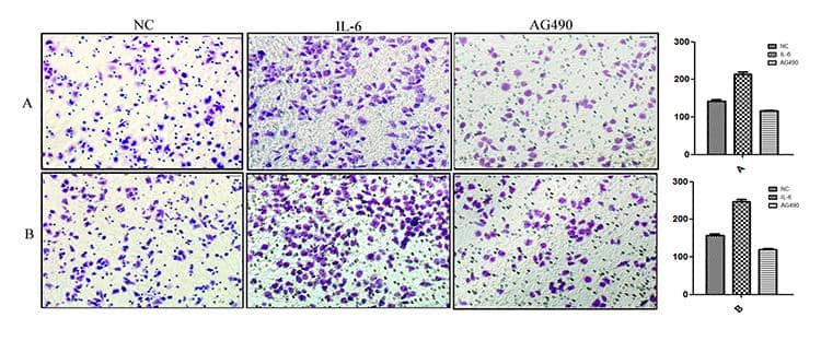 Transwell檢測服務(wù)