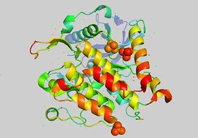 我們經(jīng)常都說蛋白純化，它具體有什么作用?