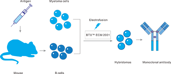 雜交瘤技術(shù)抗體發(fā)現(xiàn)平臺(tái)