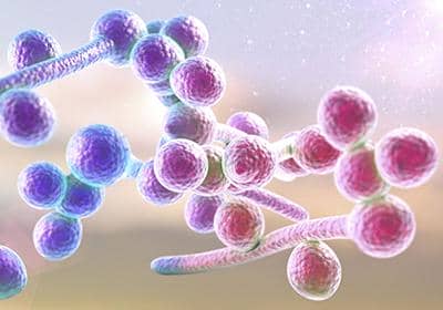 穩(wěn)定細胞株的概念簡介以及它的構建方法