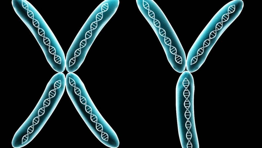 納米抗體制備-如何進行抗體篩選和制備