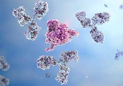 單克隆抗體制備之雜交瘤細(xì)胞篩選的原理