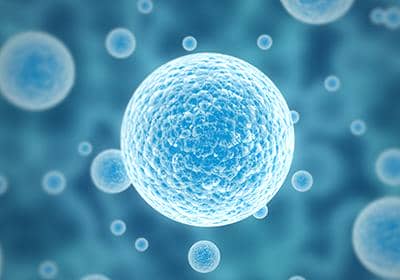 細(xì)胞之細(xì)胞分裂主要分為哪幾個時期?