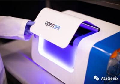 什么是抗體親和力成熟?如何提高抗體親和力？