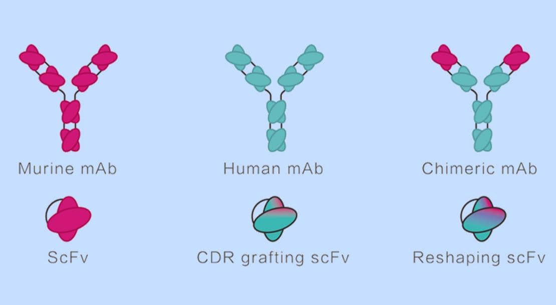 抗體人源化順不順？掌握關(guān)鍵很重要