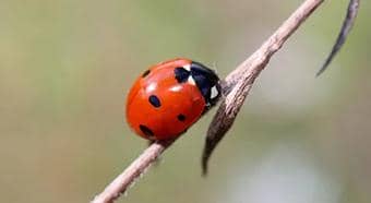 關(guān)于昆蟲(chóng)桿狀病毒表達(dá)系統(tǒng)你了解多少?