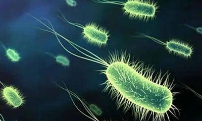 普健生物大腸桿菌重組蛋白表達服務包含哪些內(nèi)容?