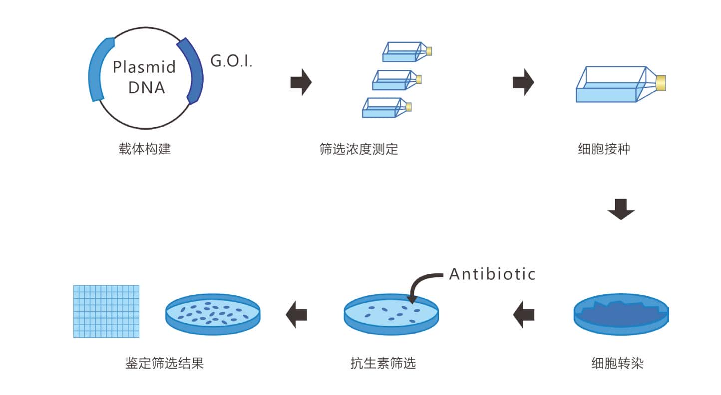 一文搞定CHO穩(wěn)轉細胞株構建