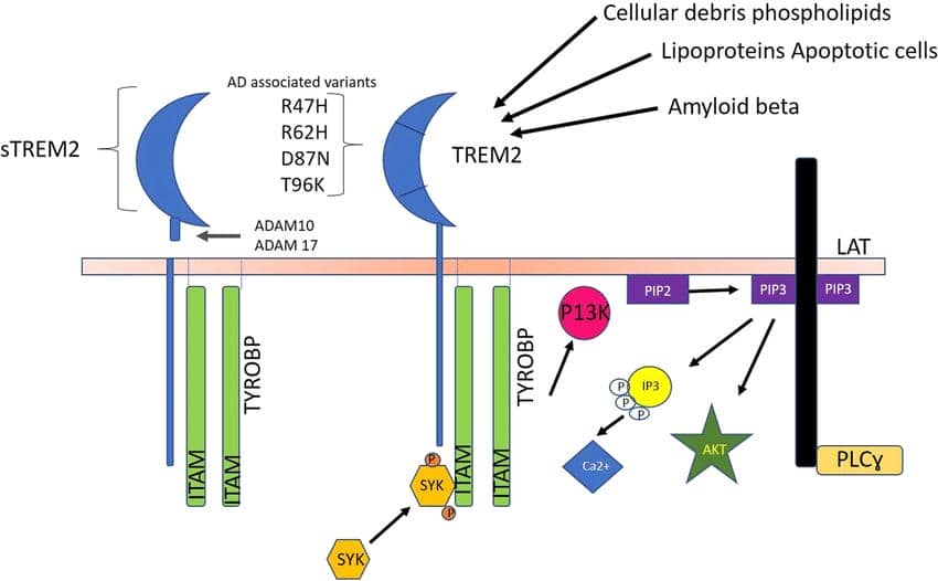 【明星靶點TREM2】盤點TREM2對AD、肥胖癥、癌癥以及心臟疾病的作用機制