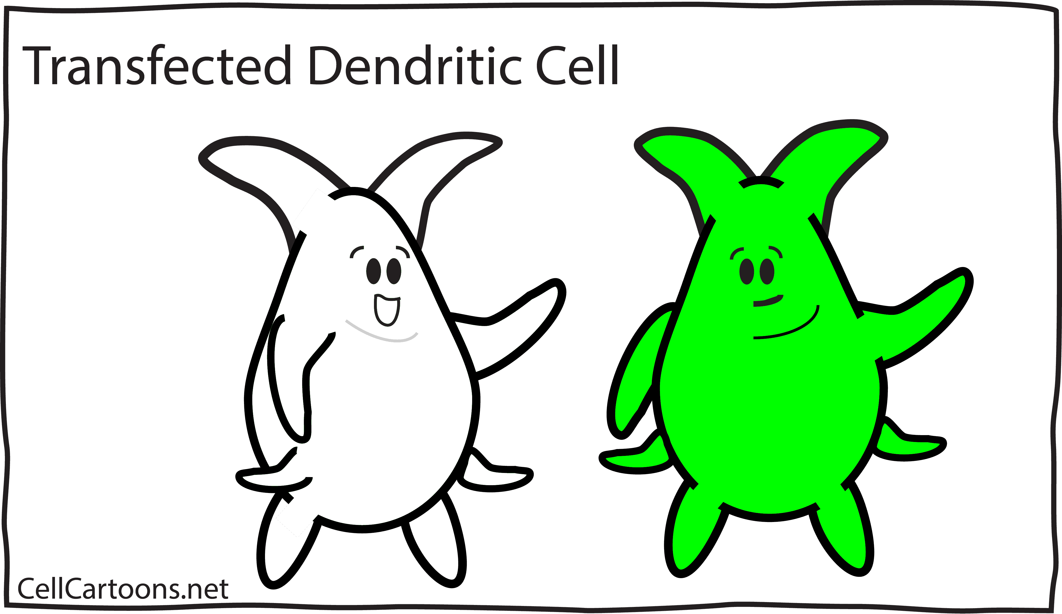 細(xì)胞轉(zhuǎn)染之穩(wěn)定細(xì)胞株的構(gòu)建