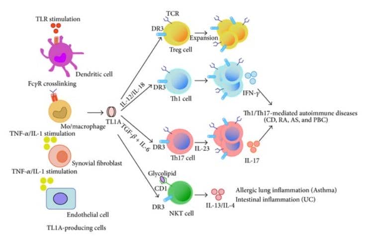 【明星靶點TL1A】潰瘍性結(jié)腸炎、克羅恩病、炎癥性腸炎患者生命之光