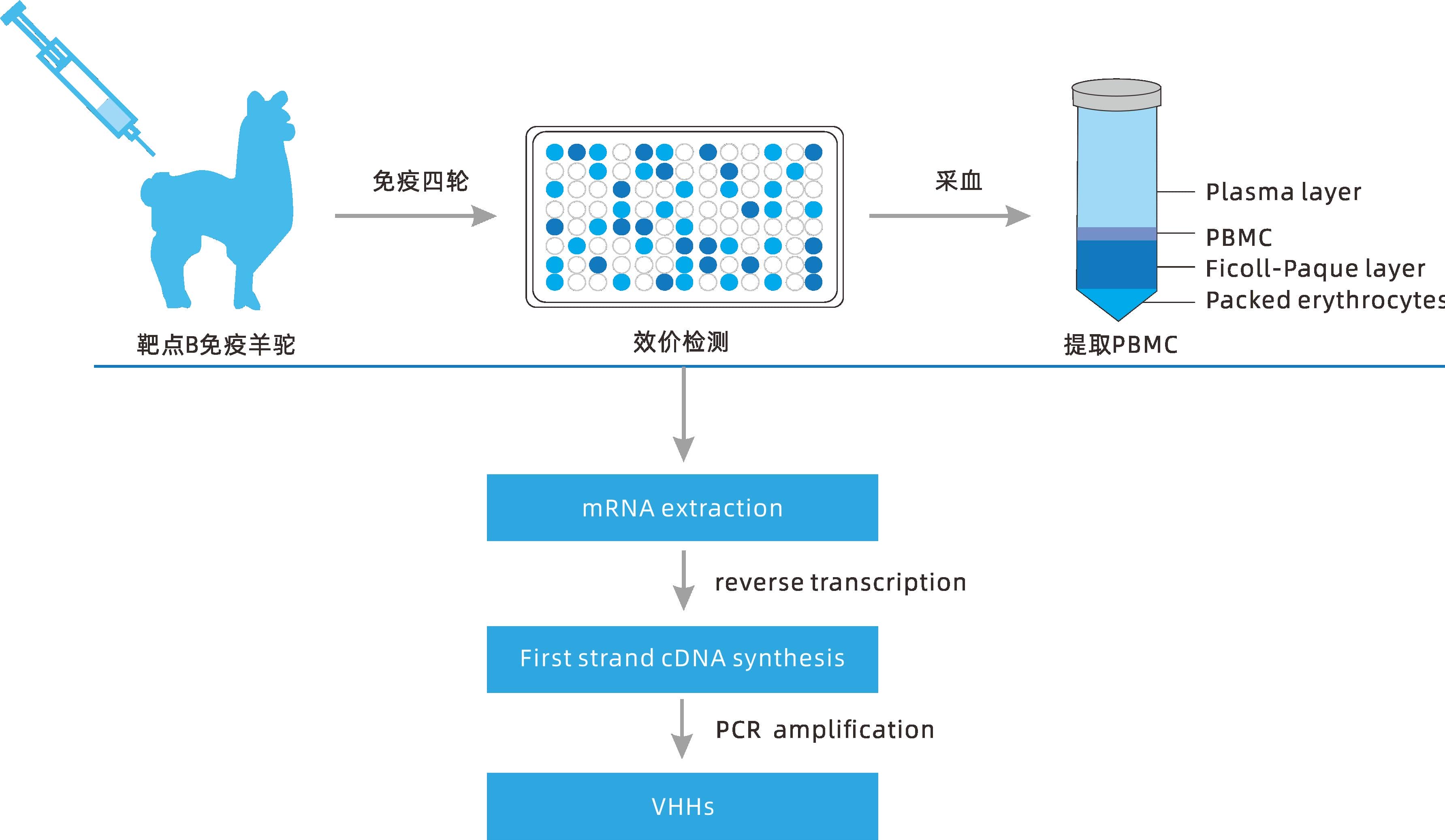 小分子大作用 ▏研發(fā)新動力，聚焦納米抗體
