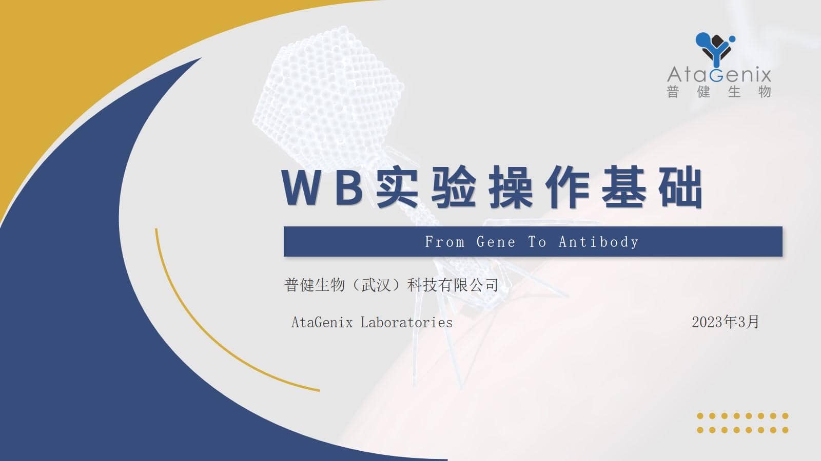 【基礎(chǔ)實(shí)驗(yàn)一篇搞定】蛋白質(zhì)免疫印跡（Western Blot) WB實(shí)驗(yàn)方法