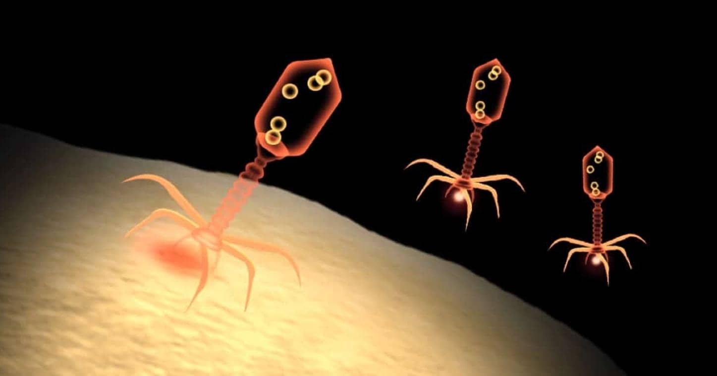 JACS | 利用噬菌體展示技術(shù)篩選具有不對稱分子骨架的大環(huán)肽