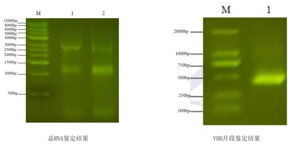 免疫文庫(kù)構(gòu)建