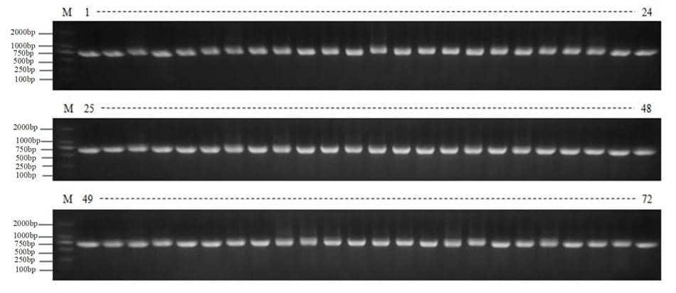 免疫文庫(kù)構(gòu)建