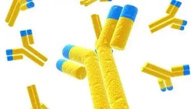 盤點(diǎn)單克隆抗體和多克隆抗體純化過程之間的不同之處