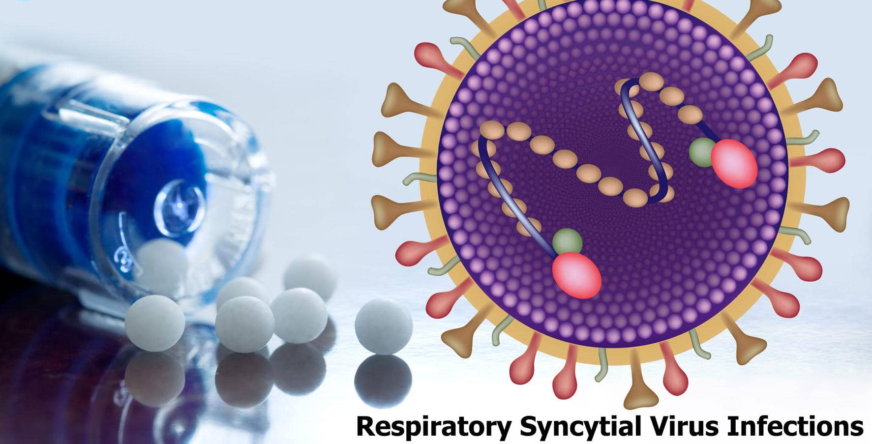 人類T細(xì)胞在控制RSV感染中的關(guān)鍵作用