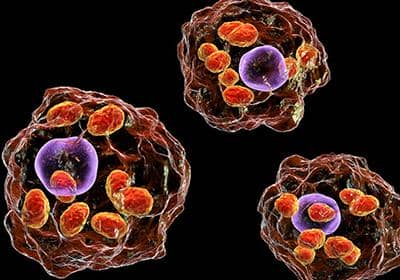 穩(wěn)定細胞株篩選的一般流程是怎樣的?