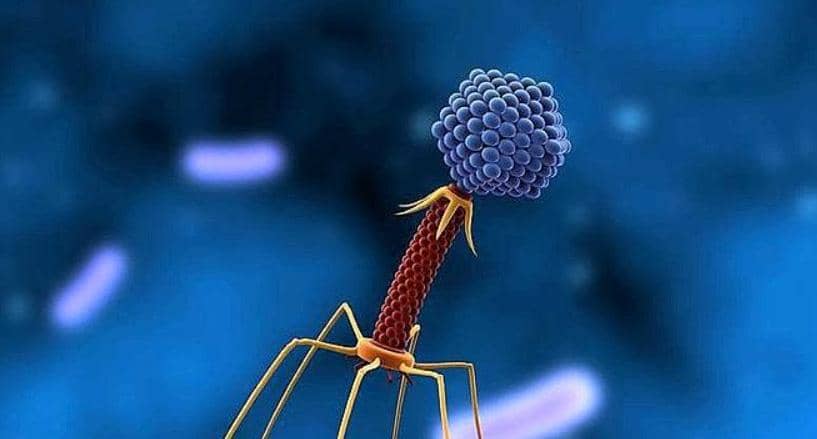 ΦX174噬菌體編碼蛋白抗生素的機制