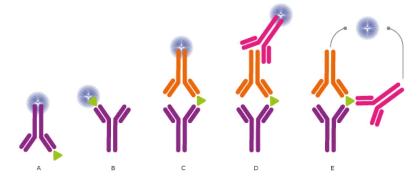 科研人“磕CP”的最高境界！抗體對(duì)開發(fā)技術(shù)服務(wù)助你Easy Everyday