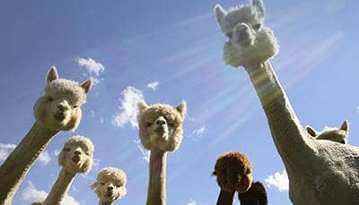 納米抗體存在哪些局限性？