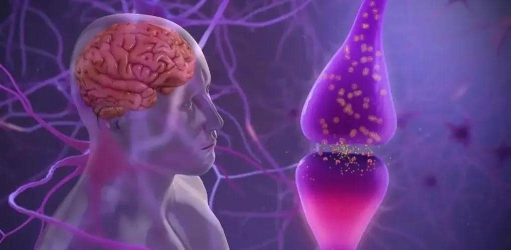 進(jìn)行帕金森疾病研究的單克隆抗體