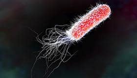 盤(pán)點(diǎn)原核蛋白表達(dá)中常見(jiàn)的五大問(wèn)題