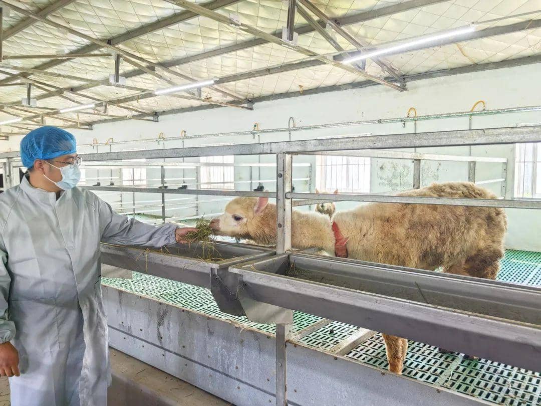 喜報(bào)！普健生物羊駝養(yǎng)殖基地正式揭牌啦！