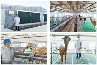 羊駝免疫（VHH）活動推廣月，探索納米抗體新科技！