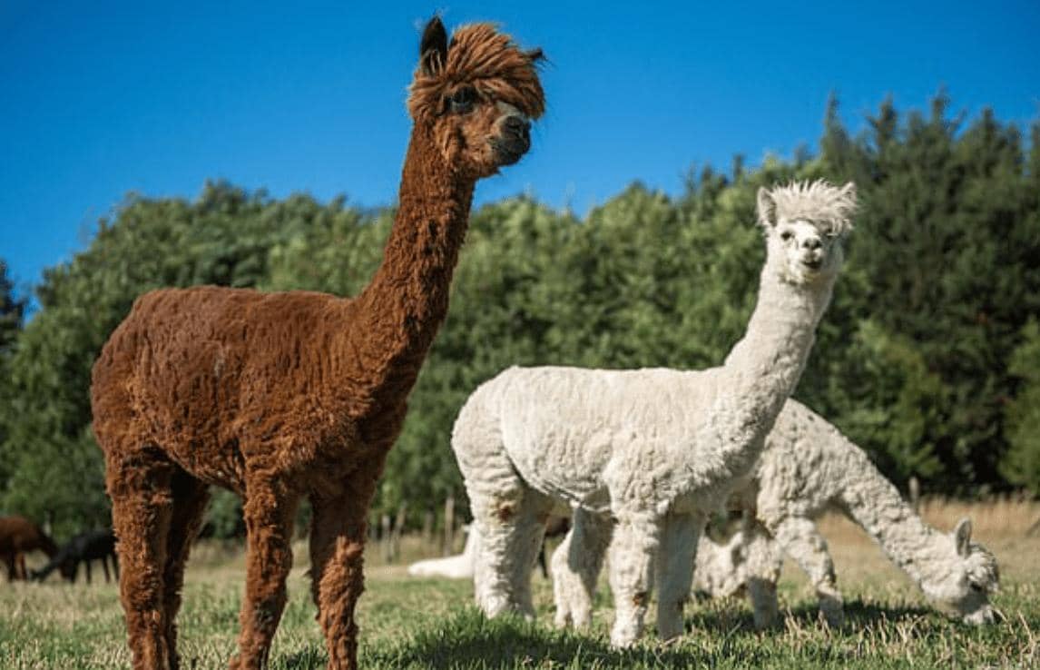 納米抗體的應(yīng)用范圍