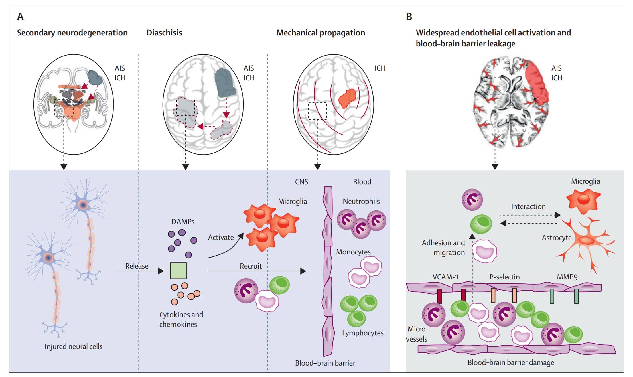 納米抗體作為診斷工具的臨床應用—— 用于疾病診斷