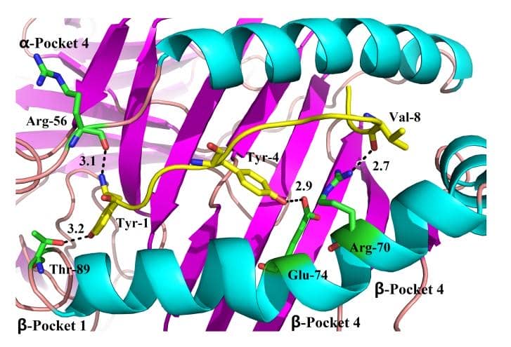 納米抗體在蛋白構(gòu)象研究中的應用