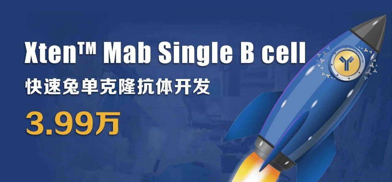 利用兔單B細(xì)胞技術(shù)制備高親和力、多種表位的抗獨特型單克隆抗體