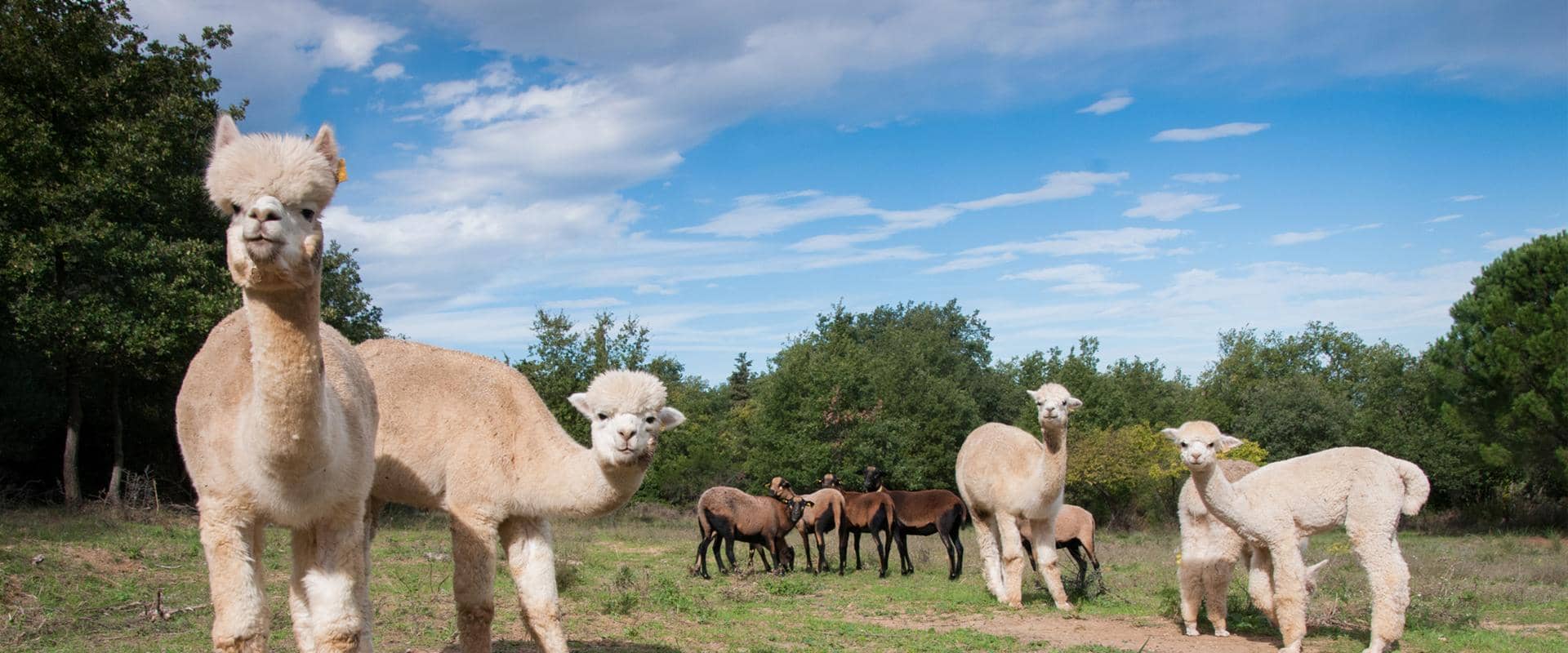 納米抗體與全長(zhǎng)單克隆抗體之間的差異