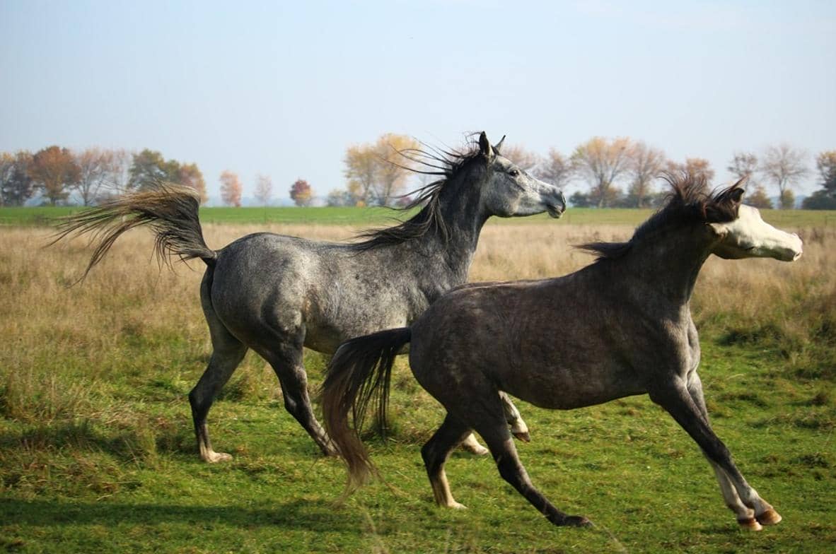 基于單個B細胞技術(shù)發(fā)現(xiàn)馬IgG1單克隆抗體