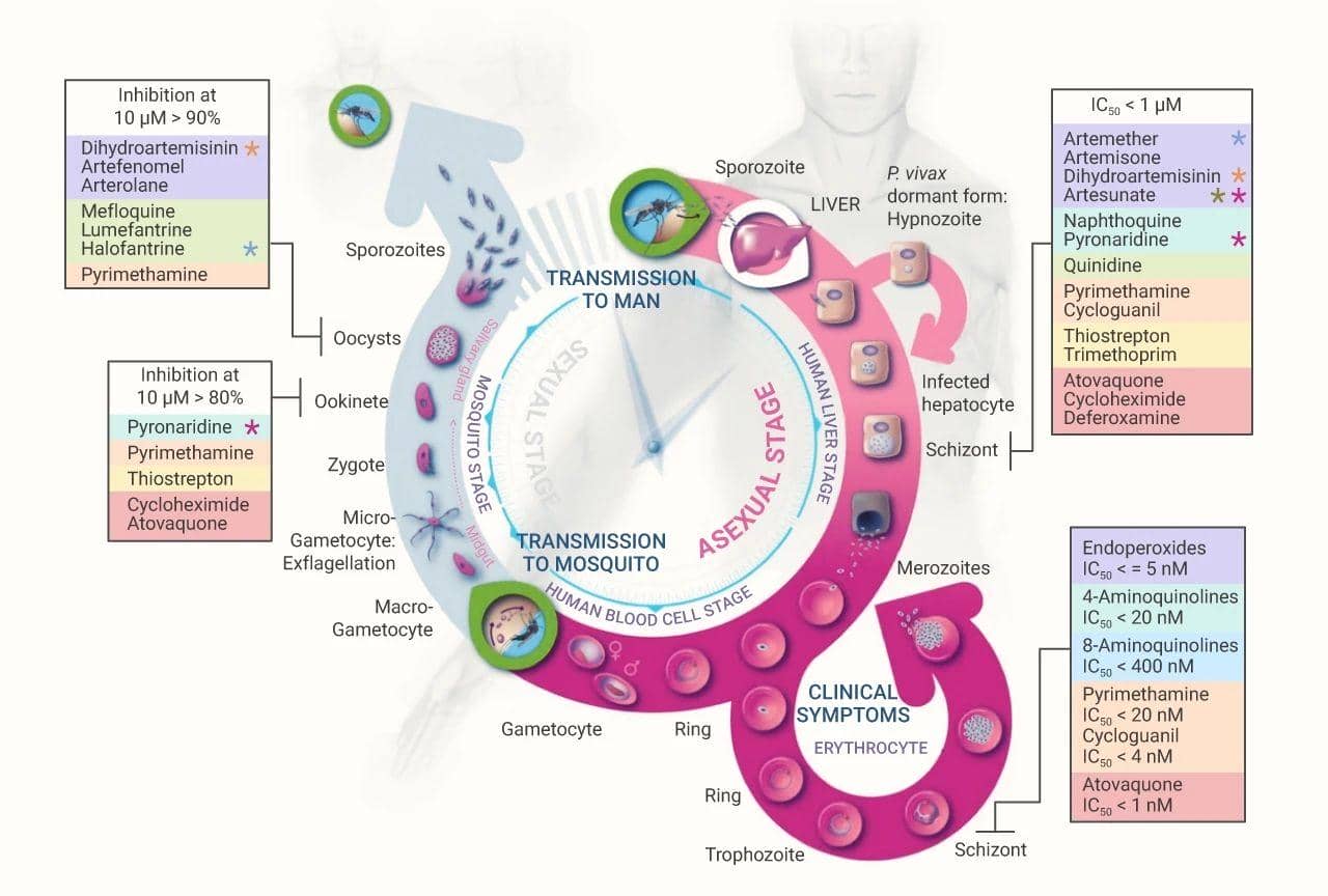 瘧原蟲重組蛋白rVAＲ2及其臨床醫(yī)學中的應用進展