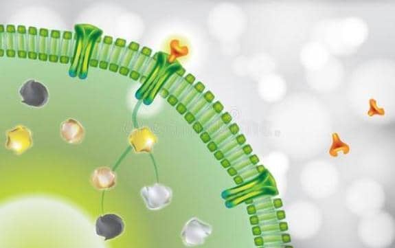 抗體藥物偶聯(lián)物在惡性腫瘤領域的臨床應用