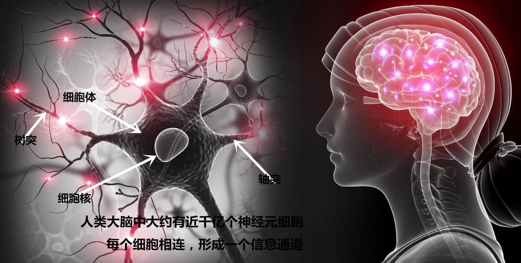 5-HT1A受體拮抗劑對七氟烷致老年認(rèn)知功能障礙模型大鼠突觸可塑性的作用及其機(jī)制