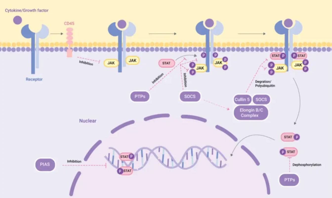 調(diào)控分子|先天免疫反應(yīng)負(fù)調(diào)節(jié)劑USP18蛋白參與的免疫反應(yīng)中的經(jīng)典信號通路及機(jī)制