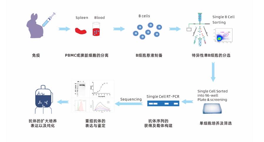 Single B cell 兔單克隆抗體開發(fā)流程