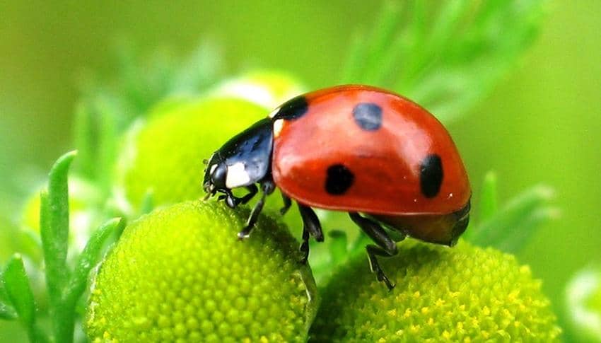 桿狀病毒昆蟲表達(dá)系統(tǒng)