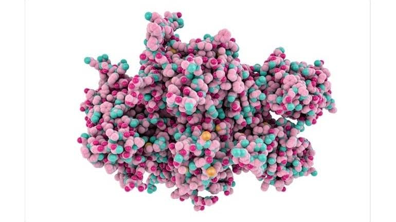 高效實(shí)現(xiàn)長(zhǎng)效化重組蛋白制備 助力長(zhǎng)效重組蛋白藥物開(kāi)發(fā)