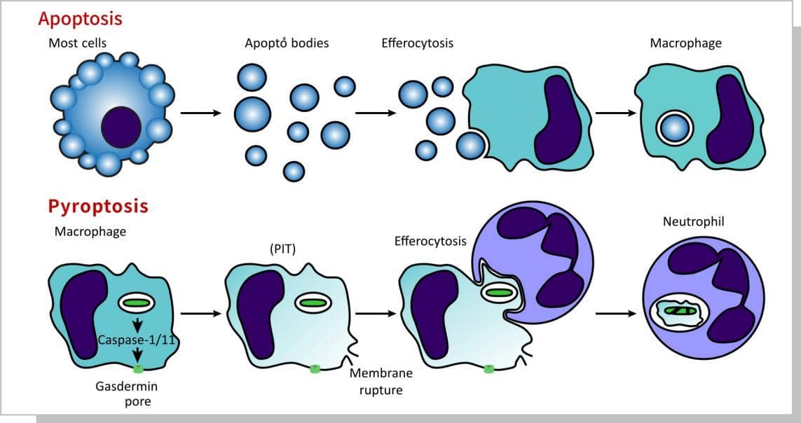 解讀|利用抑制細(xì)胞焦亡使病原體逃逸宿主固有免疫的新策略
