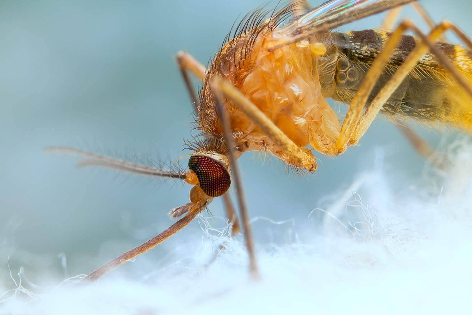 夏日炎炎，這種回歸熱流行病你知道多少？
