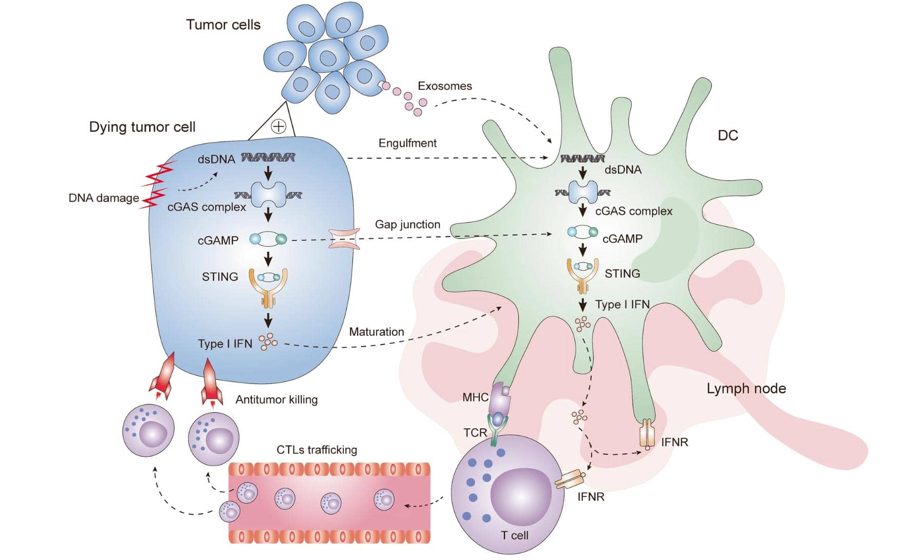 解密cGAS-STING通路：腫瘤免疫微環(huán)境中，細(xì)胞間如何進(jìn)行信號(hào)傳遞！