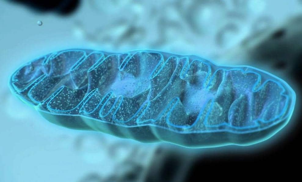 線粒體如何通過腫瘤-宿主互作中的核心作用調(diào)控調(diào)控腫瘤免疫