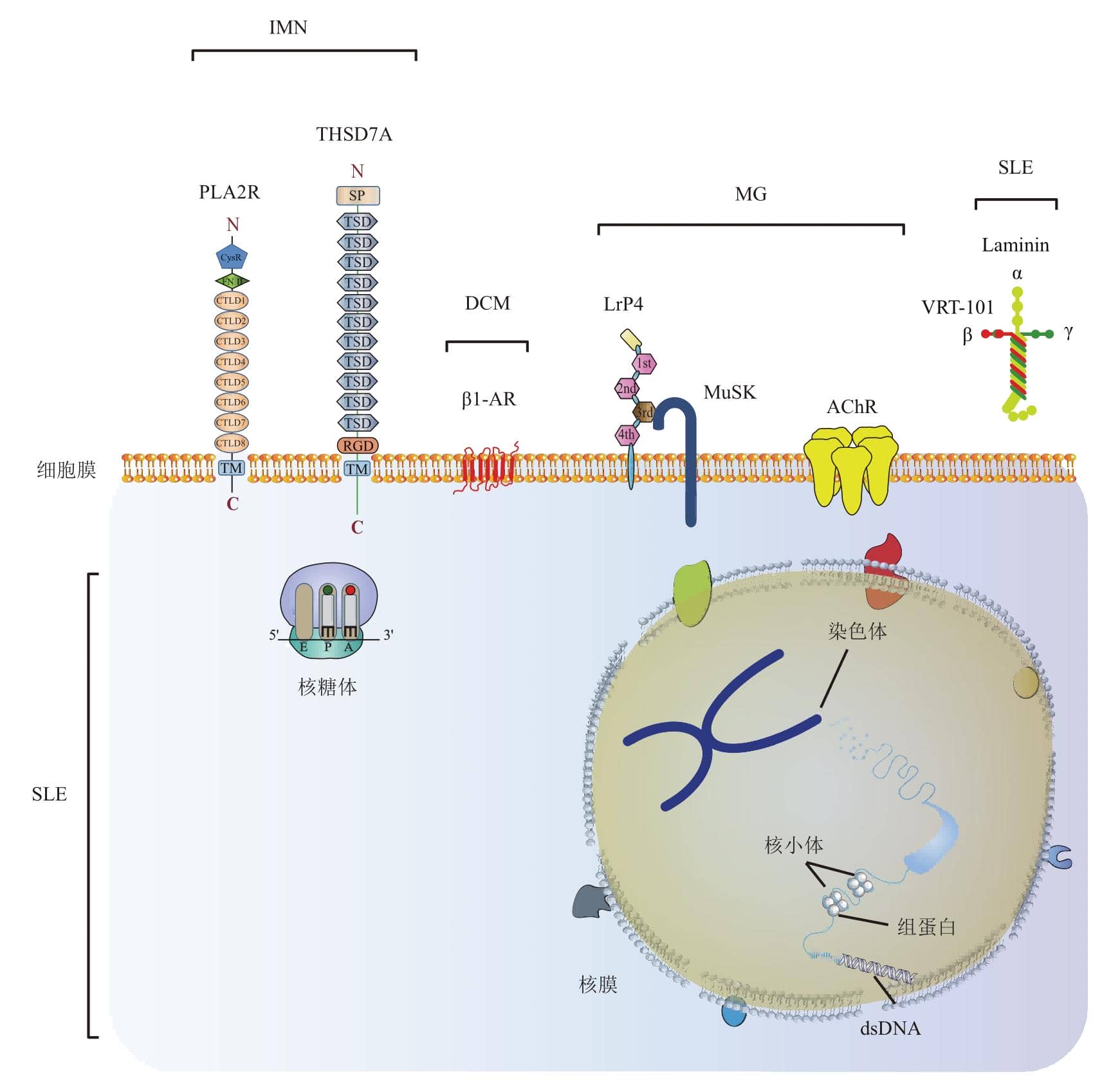 免疫吸附在多種自身免疫疾病中的實(shí)際應(yīng)用