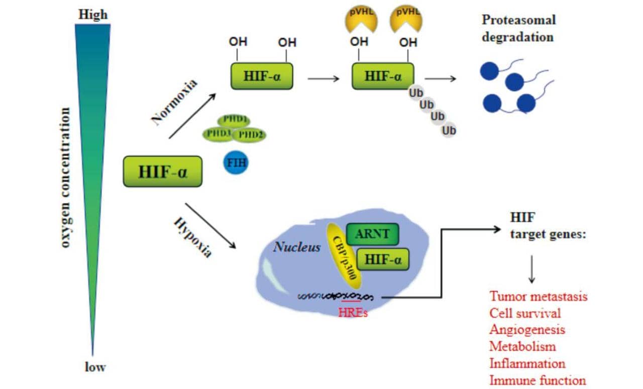 科學(xué)家發(fā)現(xiàn)蛋白質(zhì)新功能，或是移植耐受力關(guān)鍵