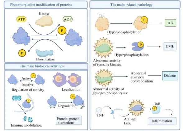 終于有人把修飾性抗體一次性說清楚了